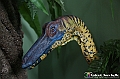 VBS_0995 - Dinosauri. Terra dei giganti